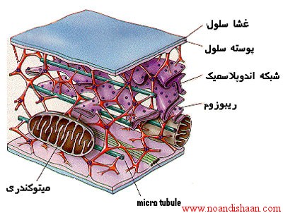 غسای سیتوپلاسمی