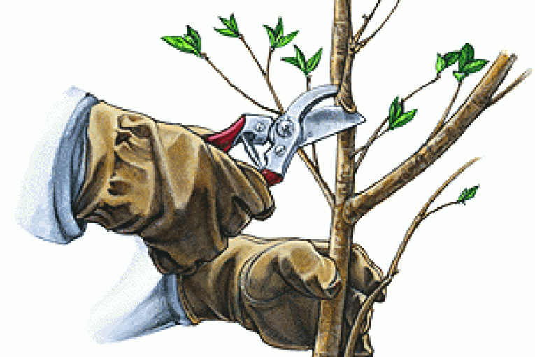 هرس سیب درختی