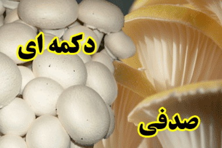 راهنمای پرورش قارچ