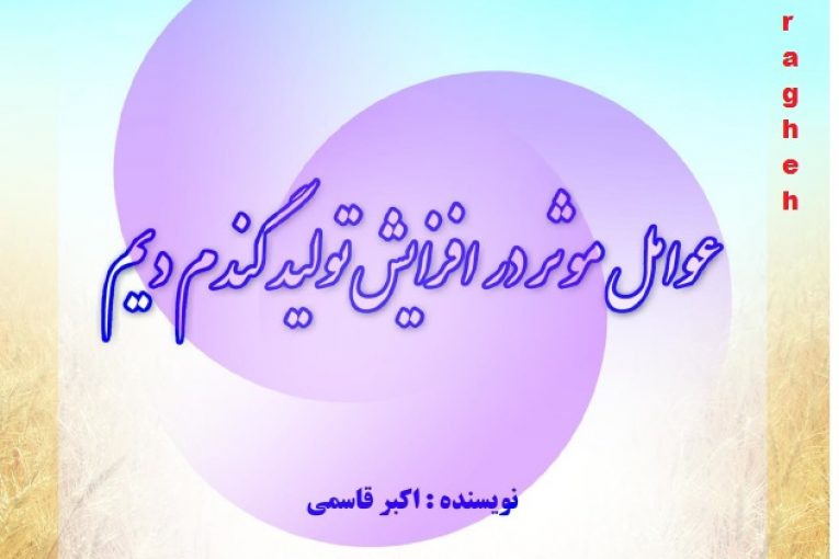 افزایش تولید گندم دیم
