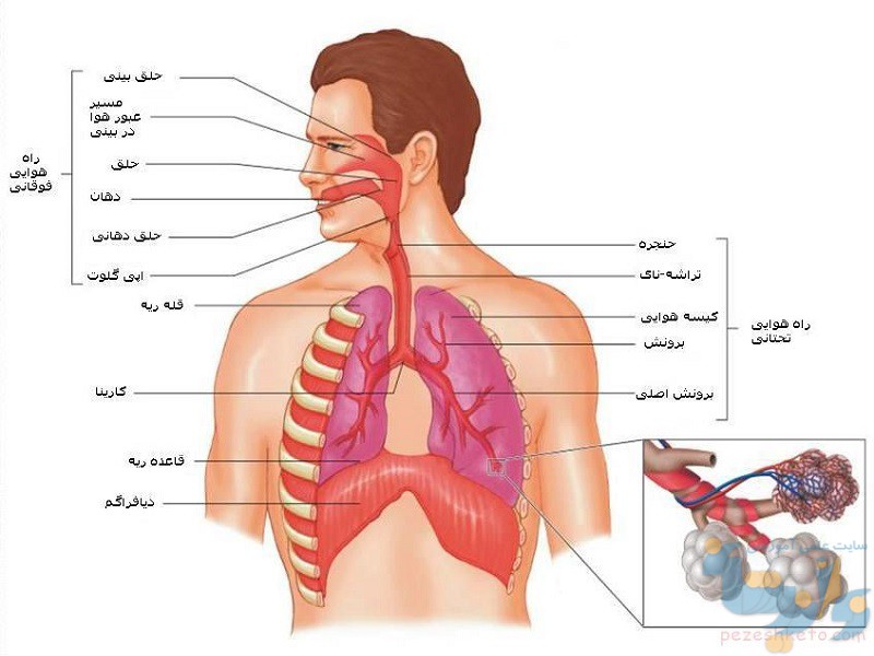 جزوه دستگاه تنفسی
