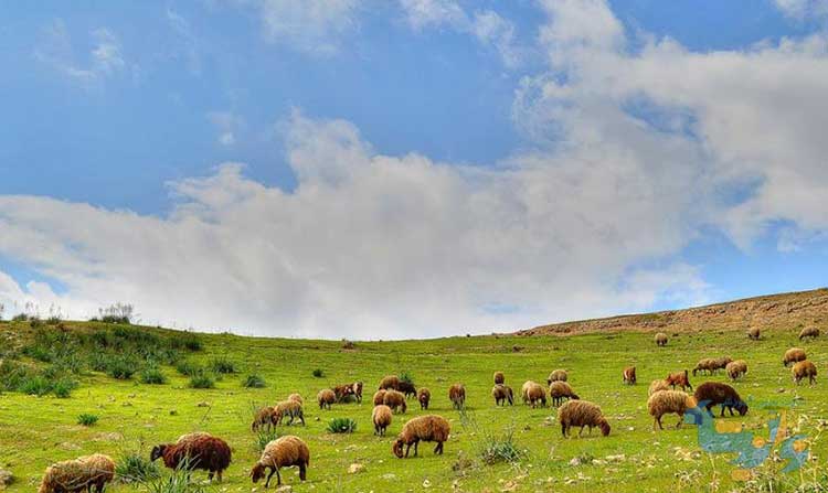 کتاب مرتع داری